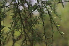 Balanites aegyptiaca