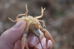 Cambarus striatus