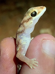 Rhynchoedura angusta
