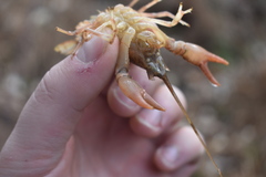Cambarus striatus