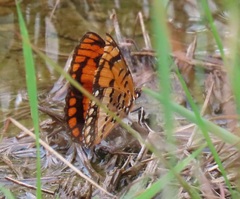 Byblia anvatara