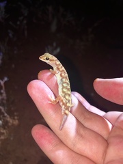 Rhynchoedura angusta