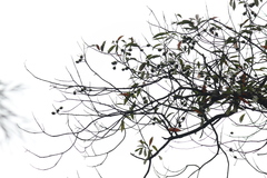 Elaeocarpus duclouxii