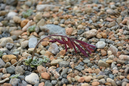 Image of Smelowskia parryoides by no rights reserved