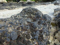 Pelvetia canaliculata