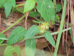 Acalypha villicaulis