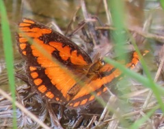 Byblia anvatara