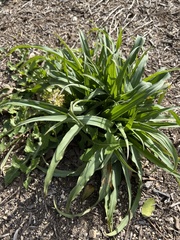 Tradescantia gigantea