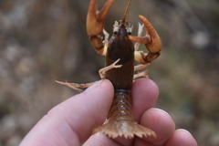 Cambarus striatus