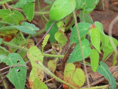 Acalypha villicaulis
