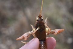 Cambarus striatus