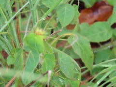 Acalypha villicaulis