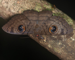 Erebus macrops