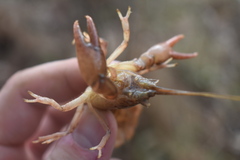 Cambarus striatus