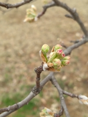 Pyrus calleryana