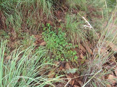 Acalypha villicaulis