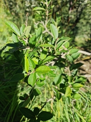 Rhamnus prinoides