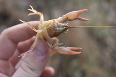 Cambarus striatus