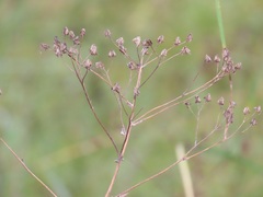 Senecio latifolius