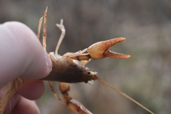 Cambarus striatus