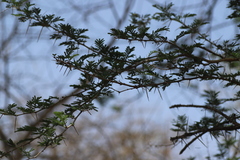 Vachellia