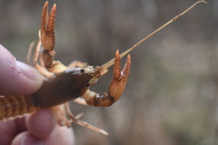 Cambarus striatus