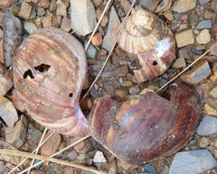 Lissachatina immaculata