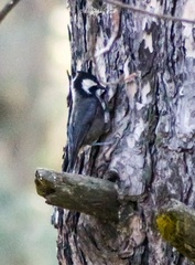 Periparus rufonuchalis