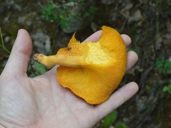 Omphalotus olearius