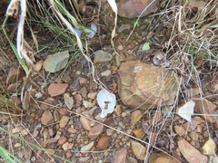 Lissachatina immaculata