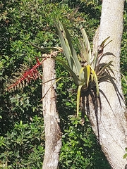 Aechmea bracteata
