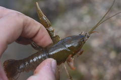 Cambarus striatus