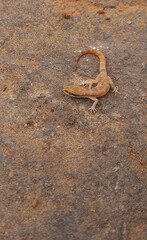 Tropiocolotes steudneri