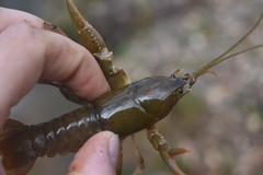 Cambarus striatus