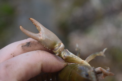 Cambarus striatus