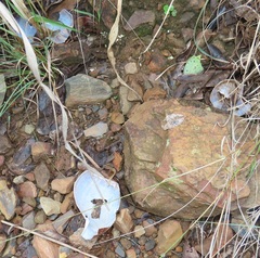 Lissachatina immaculata