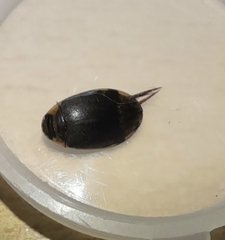Thermonectus