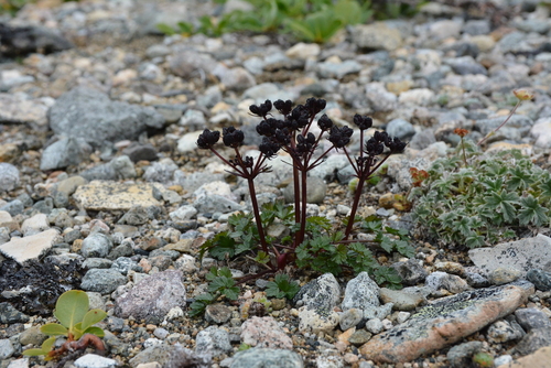 Image of Podistera macounii by no rights reserved