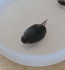 Thermonectus