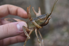 Cambarus striatus