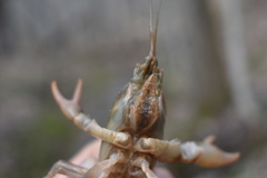 Cambarus striatus