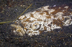 Uranoscopus bicinctus