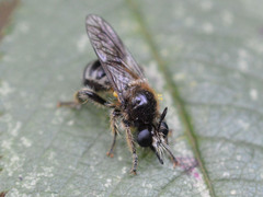 Choerades fuliginosa