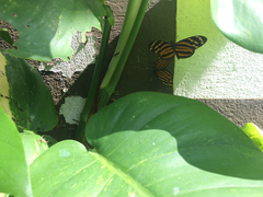 Eueides isabella eva