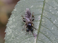 Choerades fuliginosa