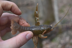 Cambarus striatus