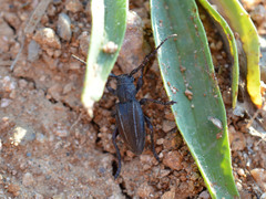 Neodorcadion bilineatum