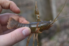 Cambarus striatus