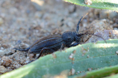 Neodorcadion bilineatum
