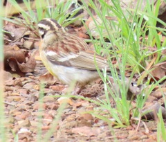 Emberiza flaviventris